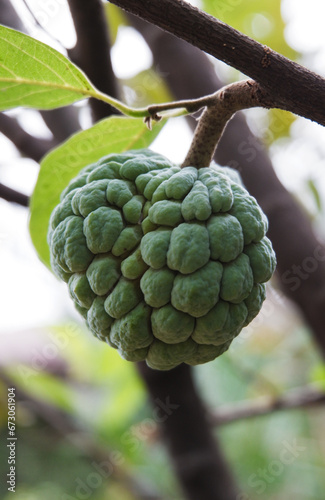 Fresh sugar apple or called srikaya fruit or Annona squamosa hanging on a branch photo