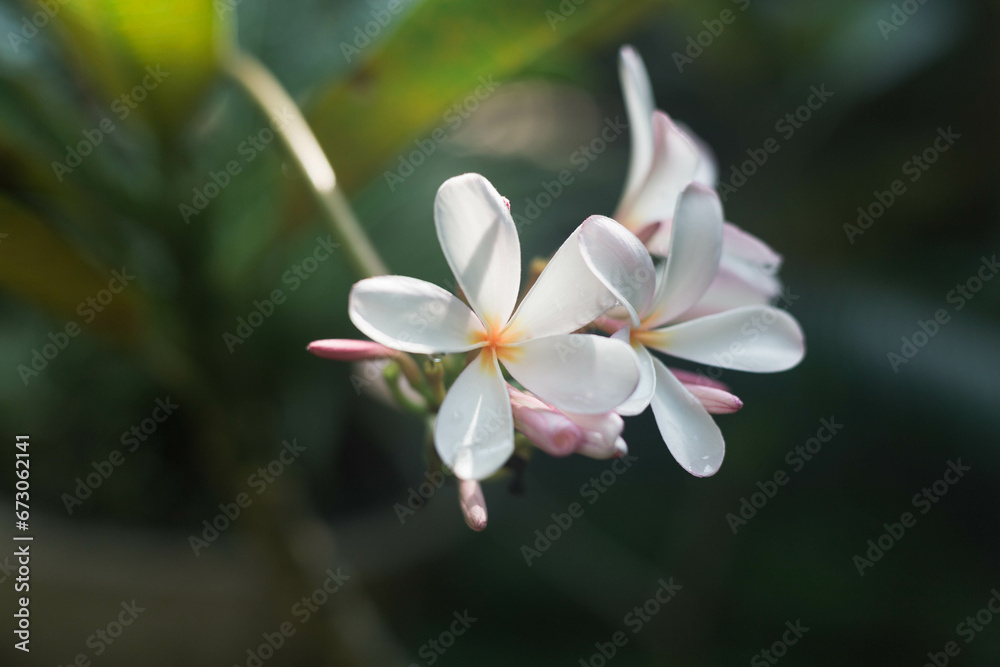 Fototapeta premium plumeria flower