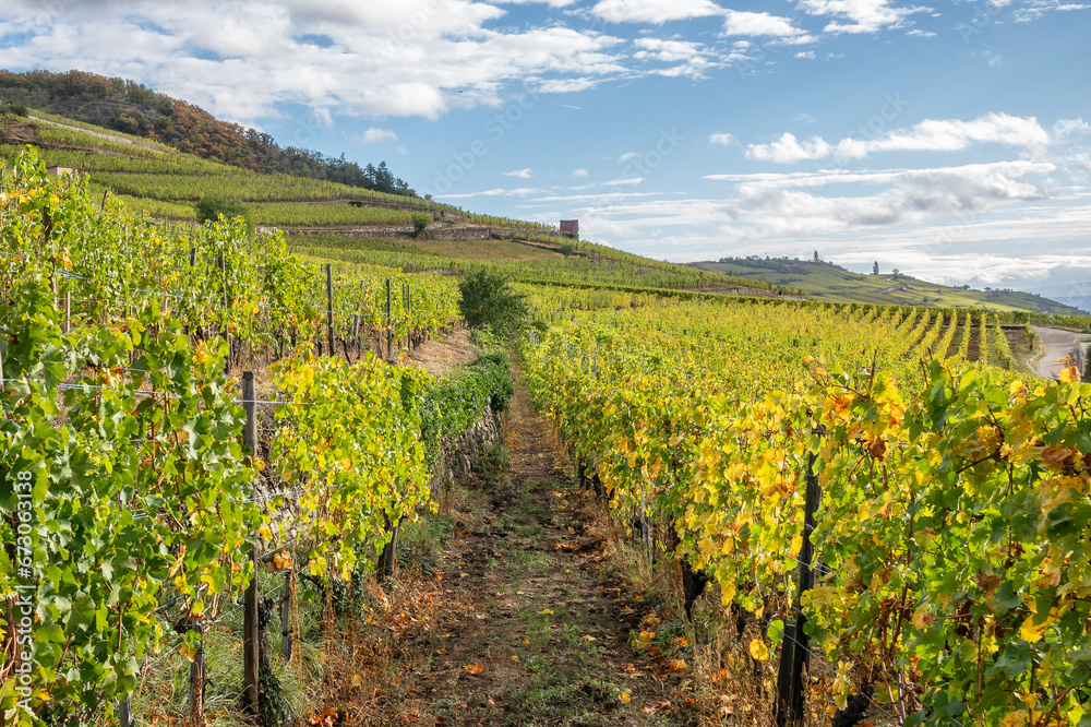 Paysage de vignes en Alsace sous un soleil d'automne