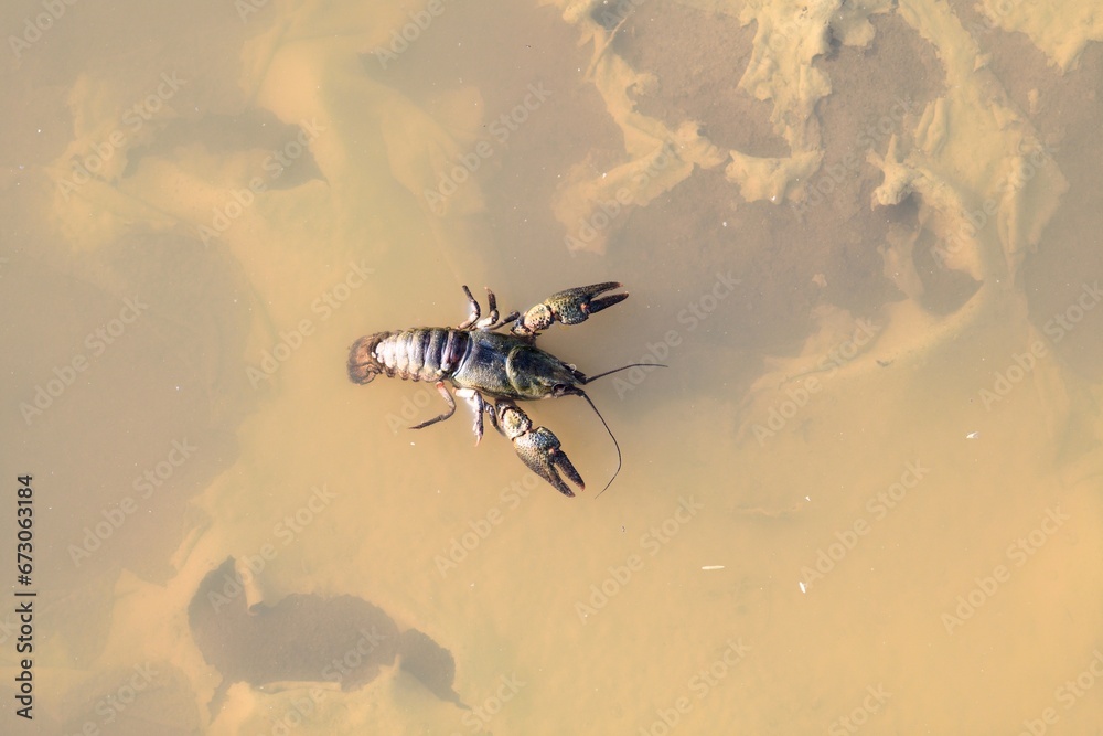 A crawfish swims in dirty water after a storm, looking for a clean stream