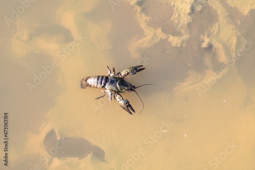 Obraz na płótnie A crawfish swims in dirty water after a storm, looking for a clean stream w salonie