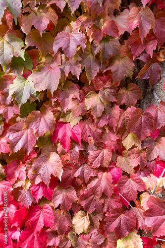 Feuilles de lierre d'automne aux feuilles rouges