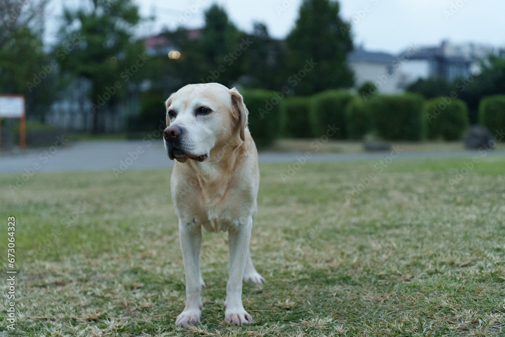 ラブラドールレトリバー labradorretriever