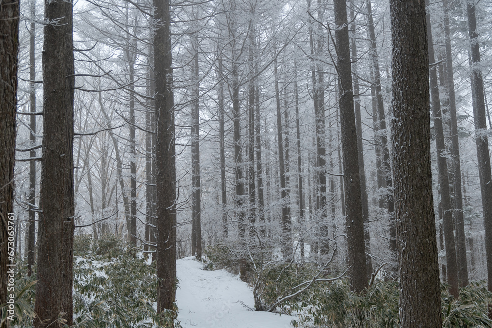 Fototapeta premium 積雪した山を歩く 富士見台高原