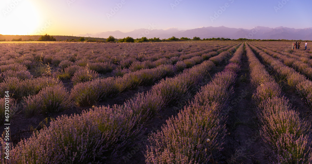 Rows of purple lavender at sunset. Rows of purple lavender at sunset.