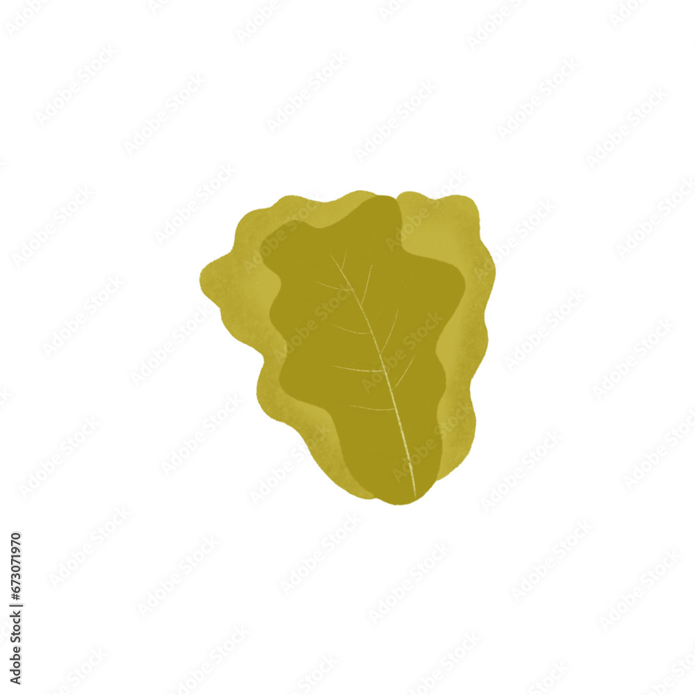 Cabbage Illustration Design Cabbage Illustration Design