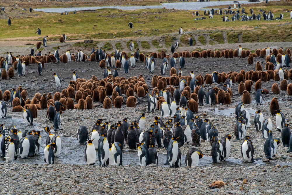 Obraz premium キングペンギンの集団コロニー サウスジョージア島