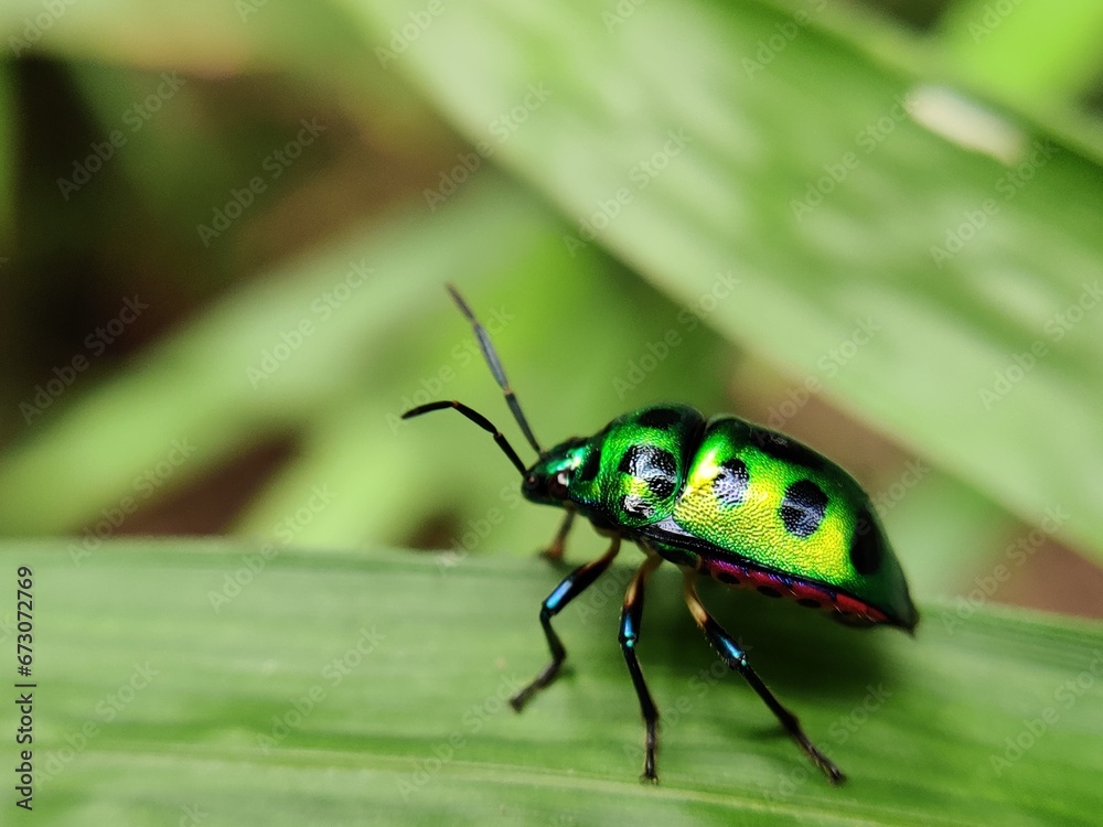 bug on a leaf bug on a leaf
