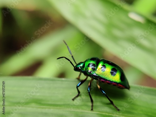 bug on a leaf  © Subhrajit