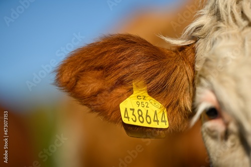 Closeup of cattle ear tag for identification and managing livestock.