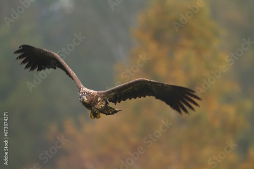 Birds of prey - Majestic predator White-tailed eagle, Haliaeetus albicilla in Poland wild nature