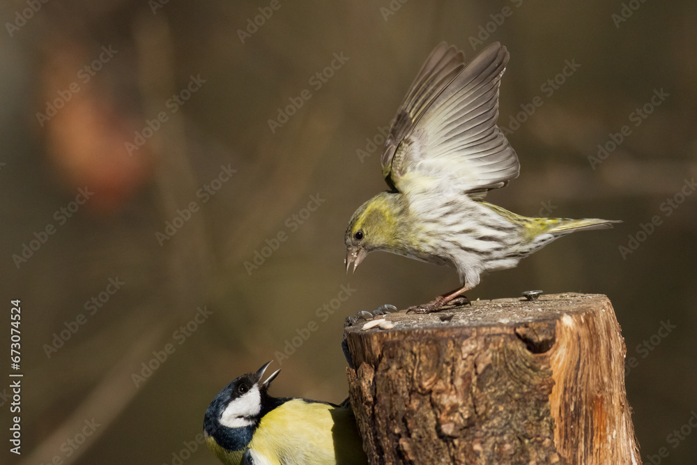Obraz premium Bird Siskin Carduelis spinus male, small yellow bird, winter time in Poland Europe