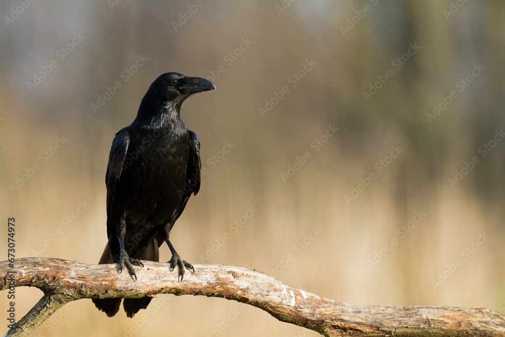 Bird beautiful raven Corvus corax North Poland Europe Bird beautiful raven Corvus corax North Poland Europe