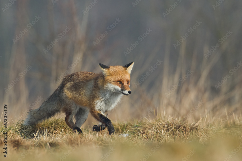 Obraz premium Fox Vulpes vulpes in natural scenery, Poland Europe, animal walking among meadow