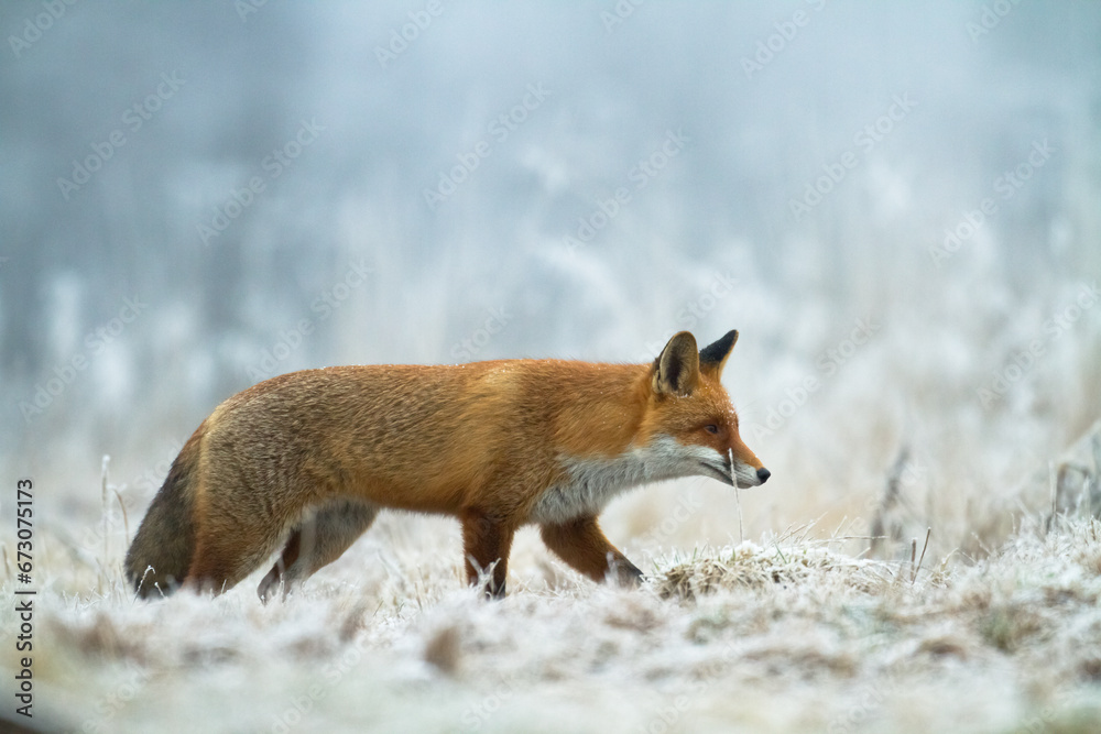 Fototapeta premium Fox Vulpes vulpes in natural scenery, Poland Europe, animal walking among meadow