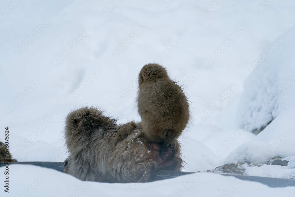 Obraz premium スノーモンキー 地獄谷野猿公苑のニホンザル