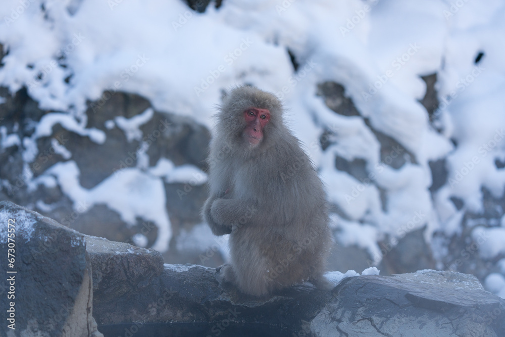 Obraz premium スノーモンキー 地獄谷野猿公苑のニホンザル