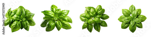 Close up  fresh green basil herb leave  Hyperrealistic Highly Detailed Isolated On Transparent Background Png File photo