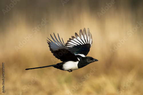 Eurasian Magpie or Common Magpie or Pica pica on the branch with colorful background