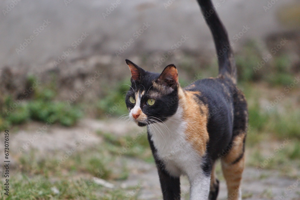 cat walking in the yard cat walking in the yard