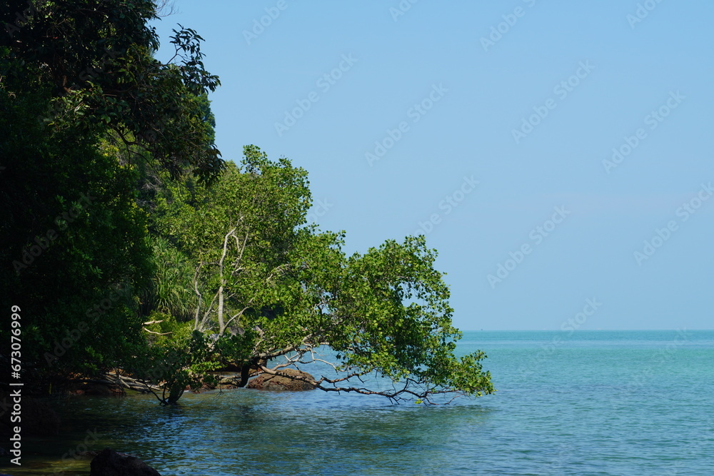 tree on the sea