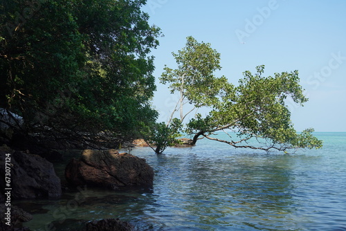 tree on the sea