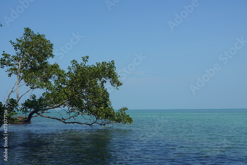 Fototapeta Naklejka Na Ścianę i Meble -  tree on the sea