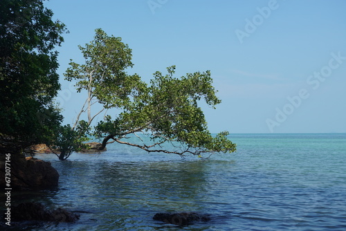 tree on the sea