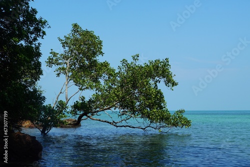 tree on the sea