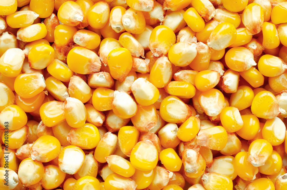 Close-up of yellow corn kernels, top view. Zea mays seeds, top view. Background of corn grains, top view. Corn harvest, grain in bins, background, texture. Close-up of yellow corn kernels, top view. Zea mays seeds, top view. Background of corn grains, top view. Corn harvest, grain in bins, background, texture.
