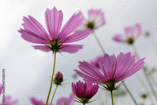 Pink cosmos in Aito Margaret Station  Part2