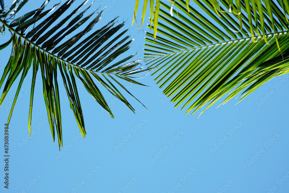 palm leaves on blue