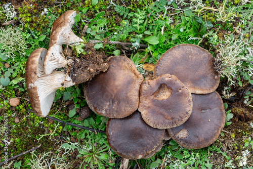 Pleurotus eryngii. Oyster mushrooms among the vegetation.