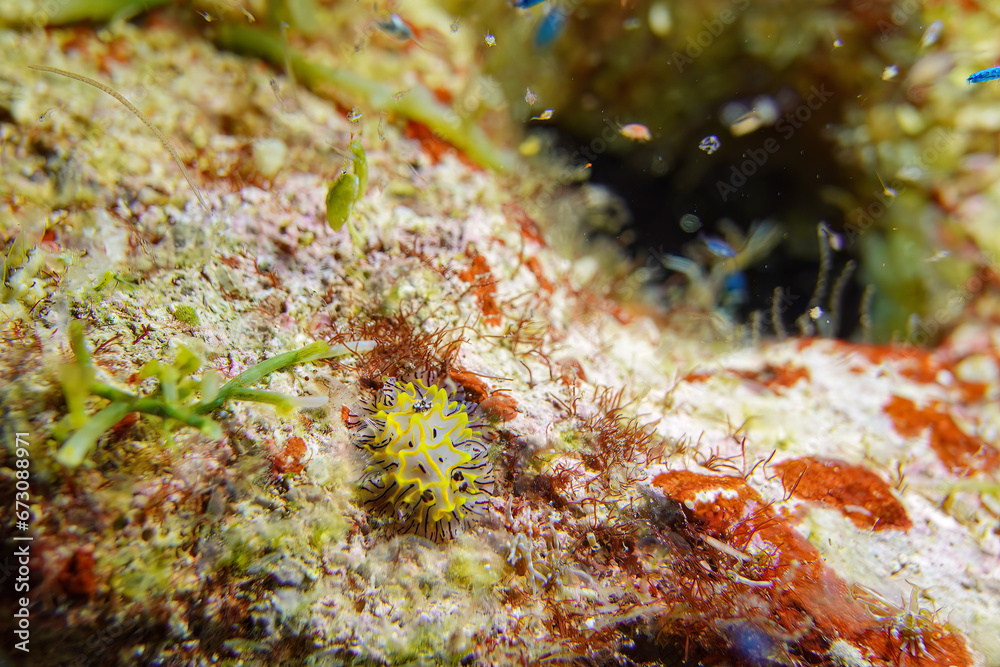 Yellow nudibranch macro shot in night dive underwater scuba diving at Koh Losin dive site with rock stone coral reef background landscpae Yellow nudibranch macro shot in night dive underwater scuba diving at Koh Losin dive site with rock stone coral reef background landscpae