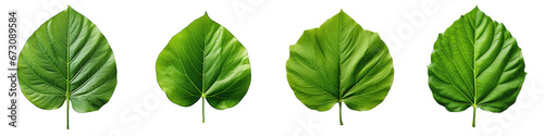 Green leaf  Hyperrealistic Highly Detailed Isolated On Transparent Background Png File