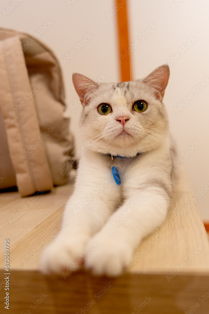 Lovely cat with grey and brown striped lie down on table with bag on the back also look at camera.