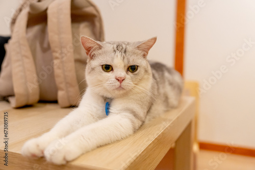 Lovely cat with grey and brown striped lie down on table with bag on the back also look to left side.