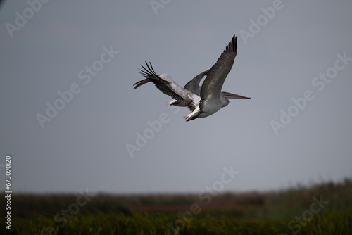 Curly-haired gray pelican plans in the air against the blue sky