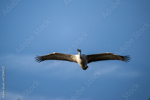 Curly-haired gray pelican plans in the air against the blue sky