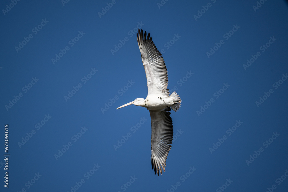 Fototapeta premium Curly-haired gray pelican plans in the air against the blue sky