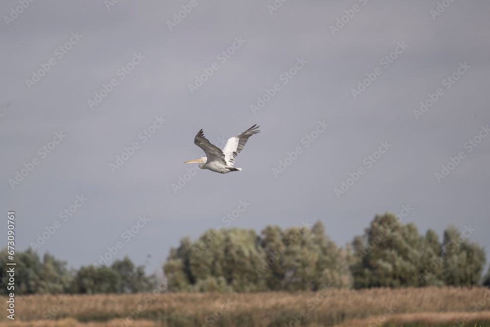 Curly-haired gray pelican plans in the air against the blue sky Curly-haired gray pelican plans in the air against the blue sky