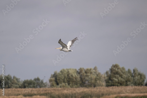 Curly-haired gray pelican plans in the air against the blue sky