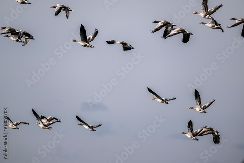 ducks fly over the river on an autumn day © константин константи