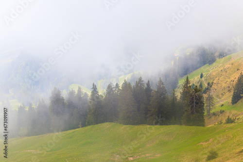 Misty mountains with fir forest in fog
