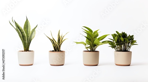 plants in pots isolate on white background