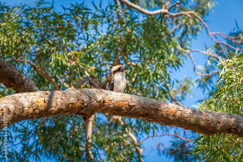 Laughing kookaburra sitting on the branch of a gum tree and looking around