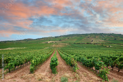 View of the Vineyard at Cenicero, Logroño, La Rioja, Spain, Eur