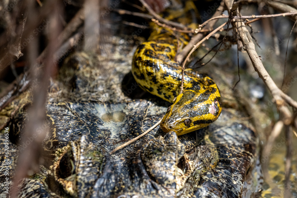 yacare caiman fighting with anaconda in Pantanal yacare caiman fighting with anaconda in Pantanal