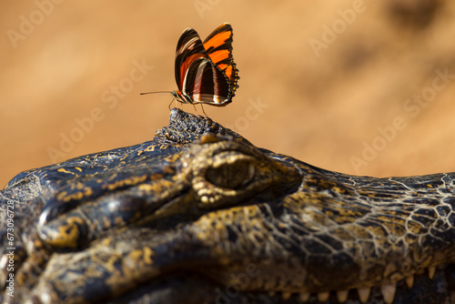 yacare caiman with butterfly on head in Pantanal