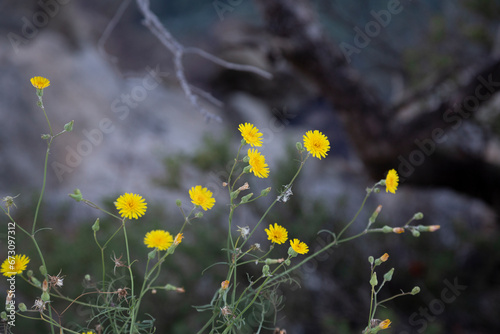 Flowers at the end of summer